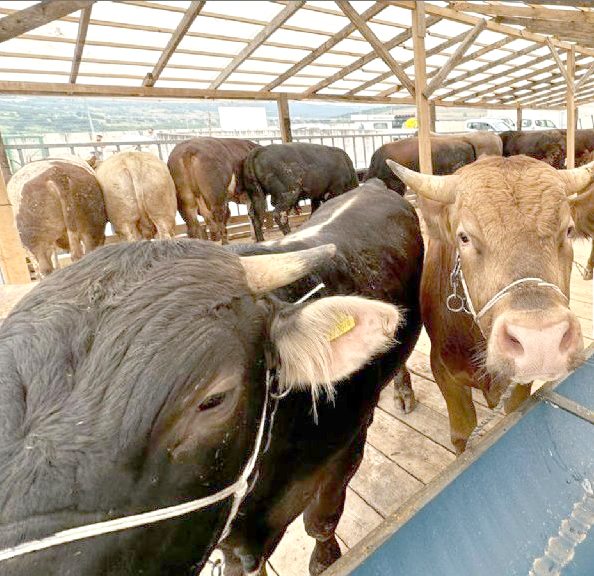 Afyonkarahisar Belediyesi Kurban Bayramı’na yönelik tedbirleri alarak kesim yerlerini belirledi.