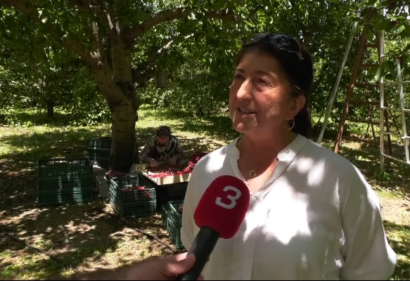Adı marka, fiyatı zorda Afyonkarahisar’da dünyaca ünlü Tadiki kirazında hasat