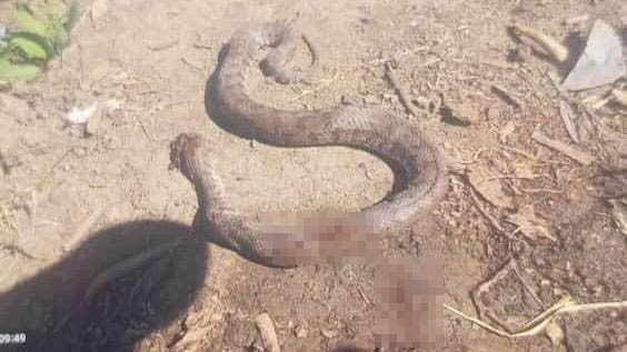 Hakkari’nin Kavaklı köyünde eve girmek üzere olan Türkiye’nin en zehirli