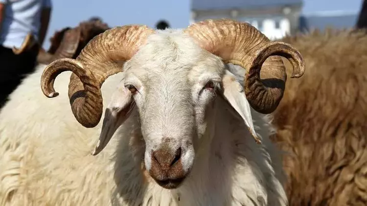 Kurban Bayramı, Müslümanlar için önemli bir dini bayramdır. Geleneksel olarak,