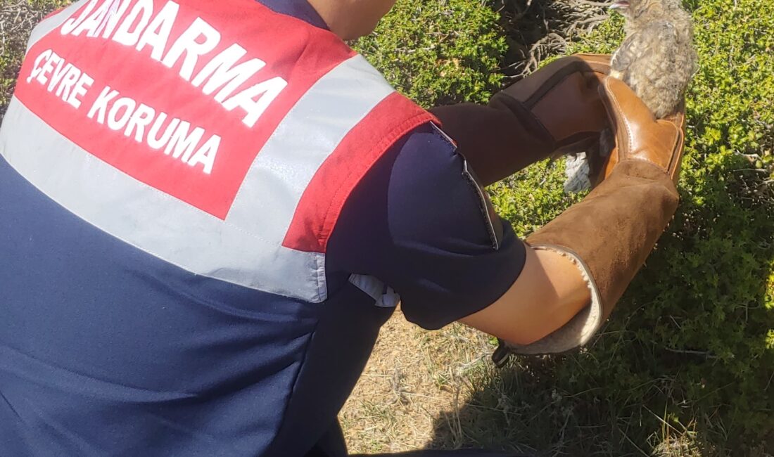 Afyonkarahisar’ın Dazkırı ilçesinde jandarma ekipleri tarafından yaralı bulunan baykuş, tedaviye