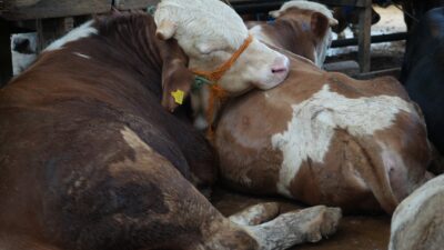 Kurban Bayramı’na Az Bir Süre Kala Kurban Pazarlarında Durgunluk Kurban