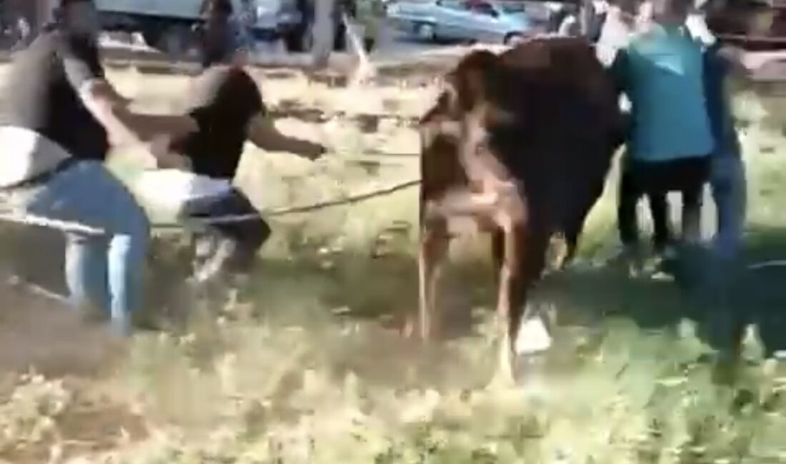 Kurbanlık danayı zapt etmeye çalıştılar Bursa’da bir grup aldıkları kurbanlık danayı kaçırınca iplerle durdurmaya çalıştı.