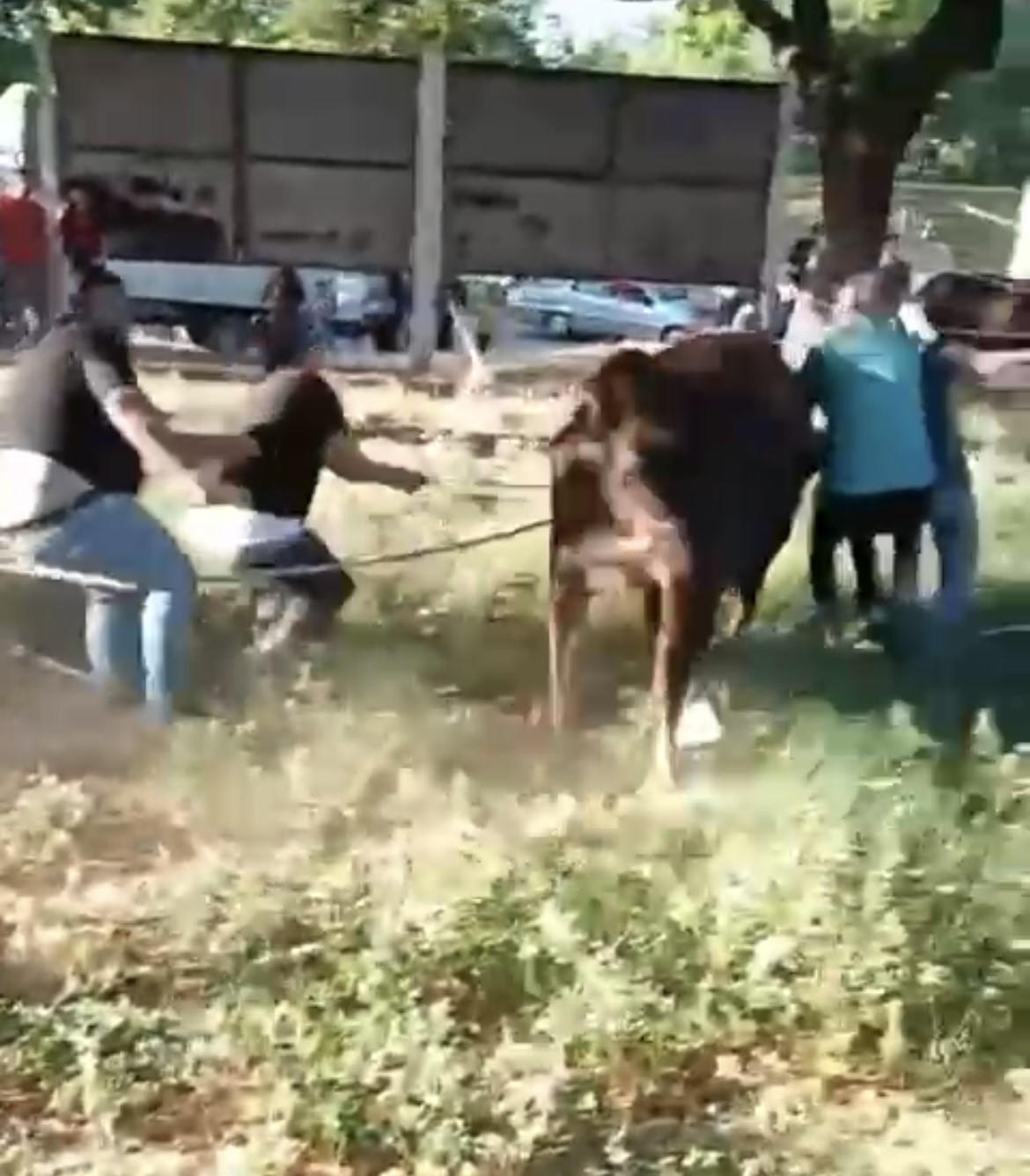 Bursa’da bir grup aldıkları kurbanlık danayı kaçırınca iplerle durdurmaya çalıştı.