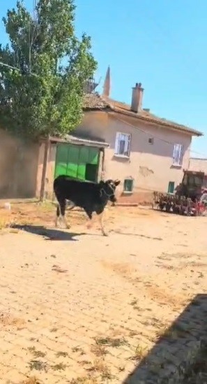 Konya’nın Kadınhanı ilçesinde kurban kesimi için hazırlanan büyükbaş hayvan, sahibinin