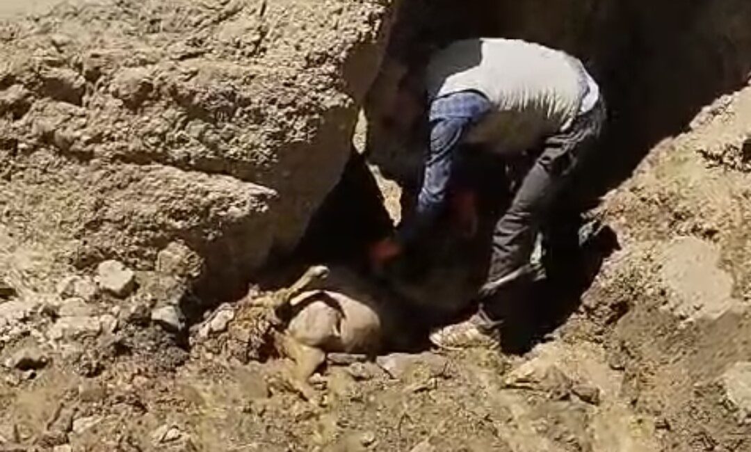 Van’ın Başkale ilçesinde, yaylada otlarken peş peşe yaklaşık 60 metrelik