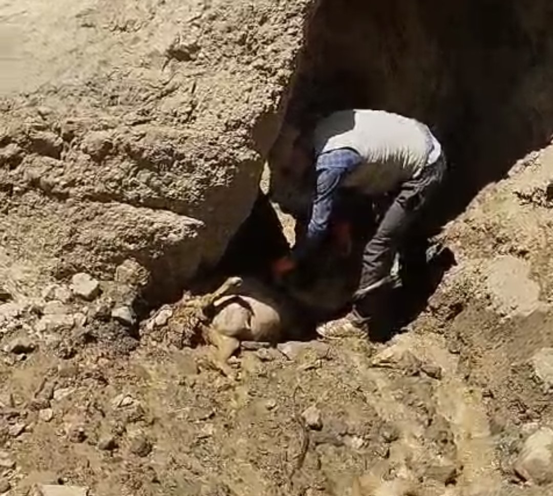 Van’ın Başkale ilçesinde, yaylada otlarken peş peşe yaklaşık 60 metrelik
