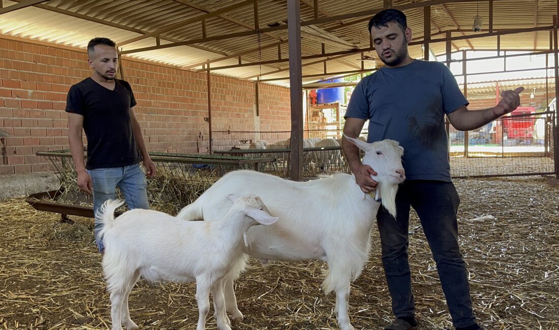Manisa’da yaklaşık 3 yaşındaki kılavuz keçi, yeteneği sayesinde geçirdiği 2