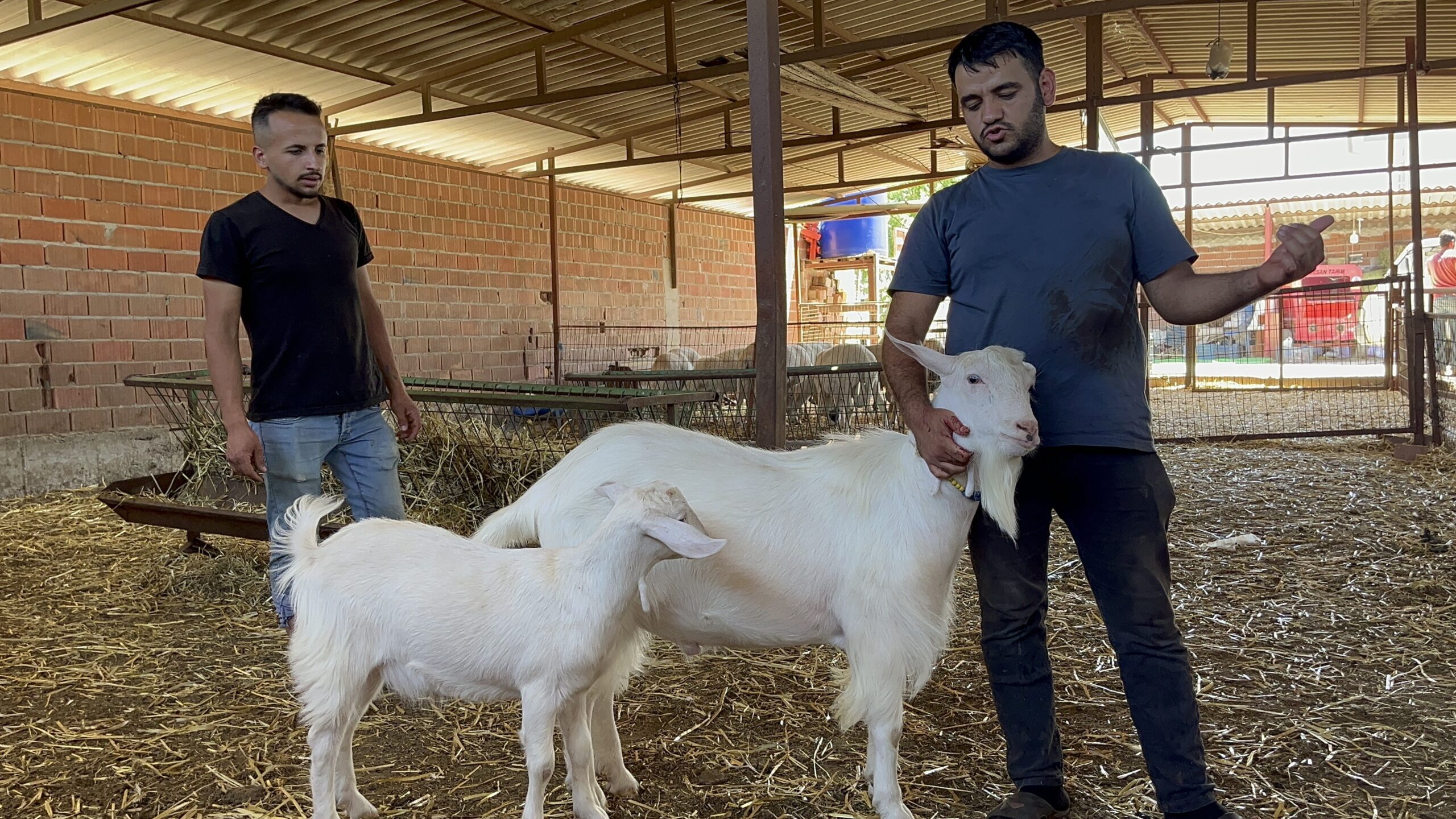 Manisa’da yaklaşık 3 yaşındaki kılavuz keçi, yeteneği sayesinde geçirdiği 2