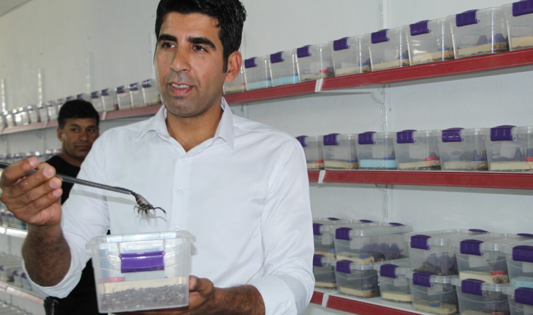 2006 yılında bir dergide okuduğu makale ile Şırnak’ın Cizre ilçesinde