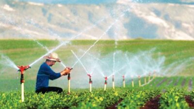 Tarım ve Orman Bakanlığı, Denizli’de 715 bin dekar alanda 1