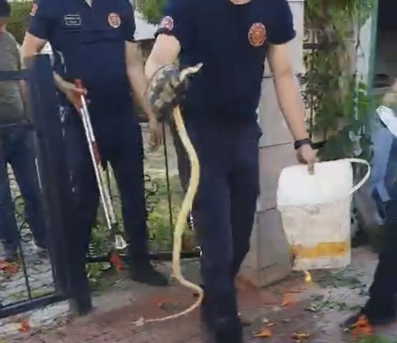 Bursa’daki sitenin bahçe kapısındaki sarmaşıklara dolanan yılan, itfaiye ekiplerine ecel