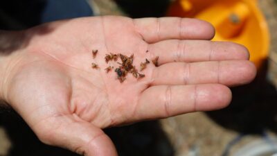 Adana’da aşırı sıcak ve kışın toplanmayan narenciye ürünleri nedeniyle Akdeniz