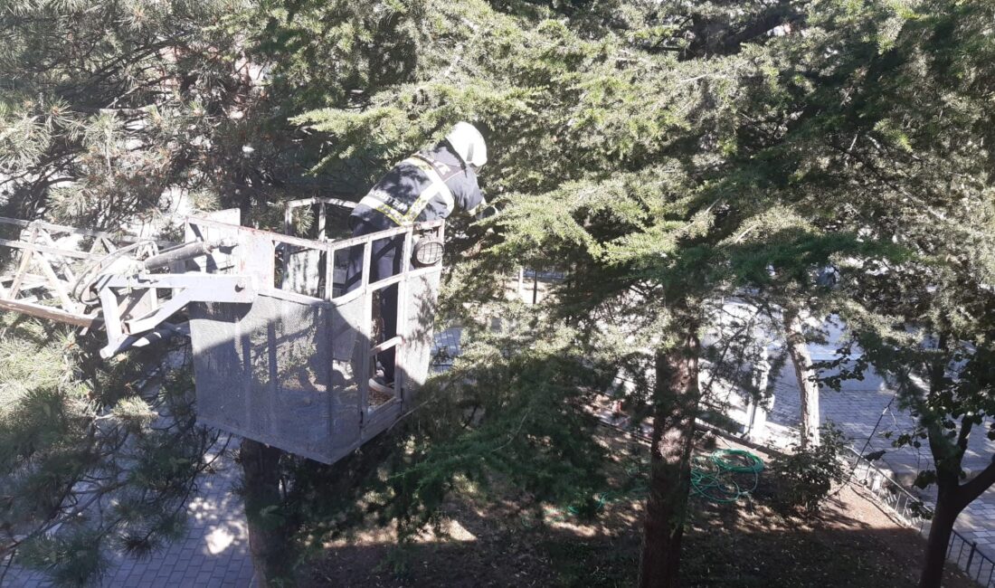 Afyonkarahisar’da ağaçta mahsur kalan kediyi kurtarma operasyonunda vatandaşlar başarısız olunca