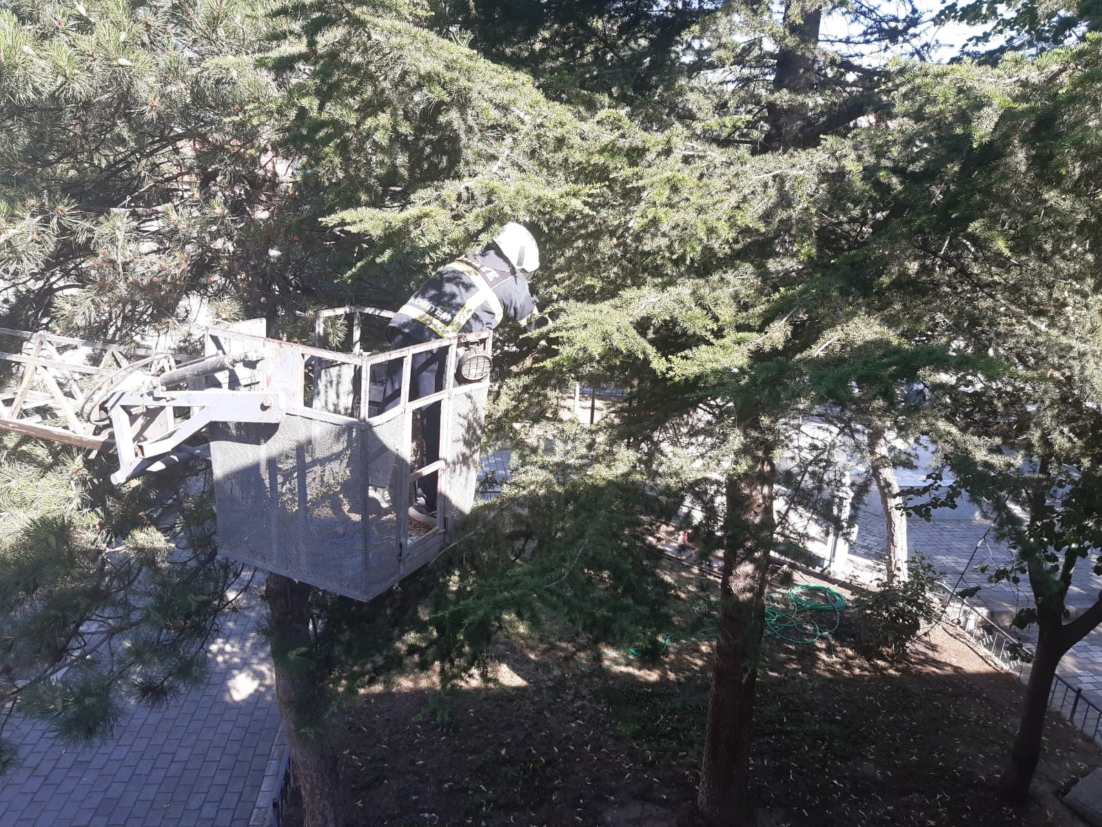 Afyonkarahisar’da ağaçta mahsur kalan kediyi kurtarma operasyonunda vatandaşlar başarısız olunca