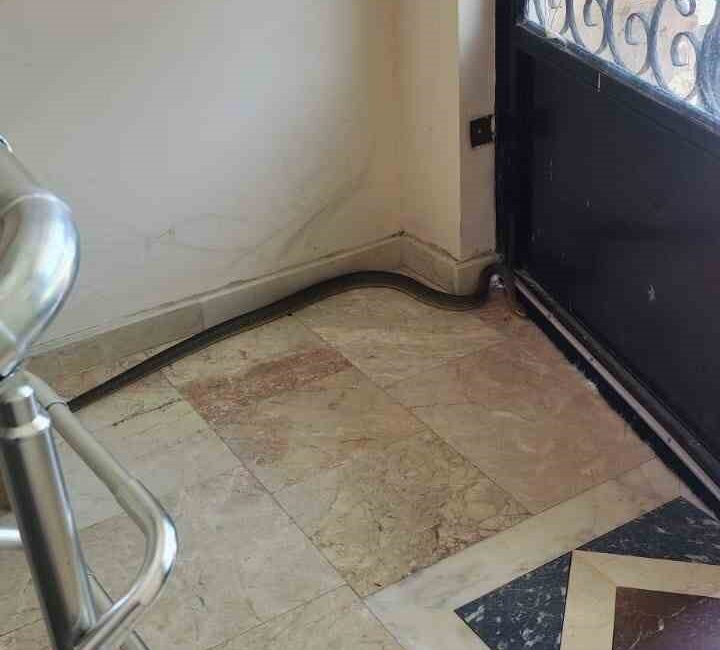 Afyonkarahisar’da bir apartmanın içerisine giren yılan kısa süreli paniğe neden