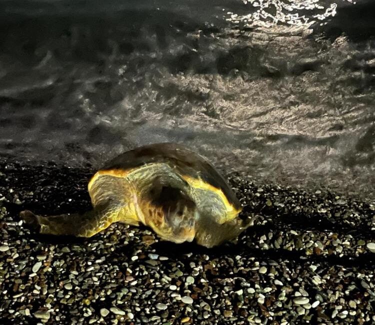 Antalya’nın gözde plajlarından Konyaaltı sahilinde dün gece yaşanan olay vatandaşları