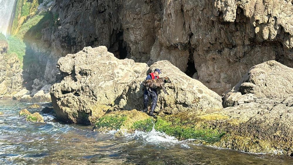   Antalya’da Düden Şelalesi’nin denizle buluştuğu noktada denize düşen sahipsiz