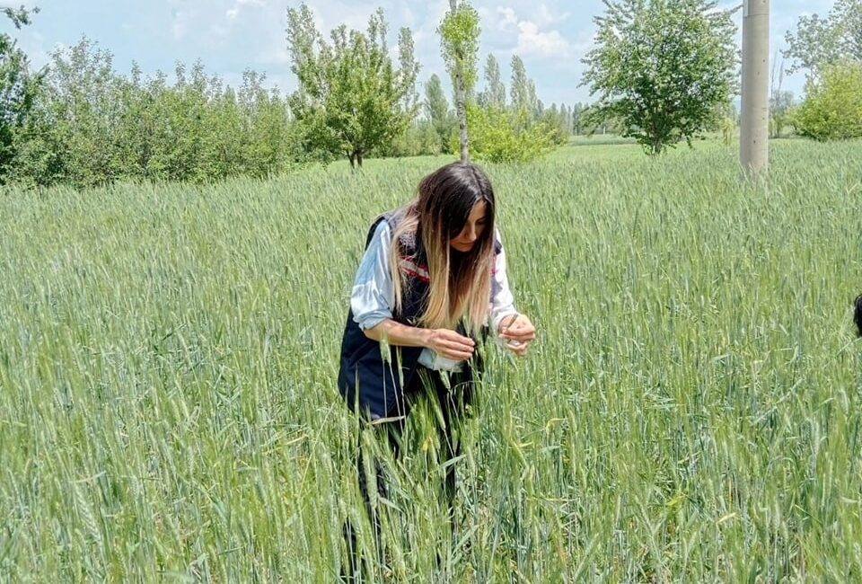 Afyonkarahisar’ın Sinanpaşa ilçesinde ki ekili tarım alanlarında hastalık ve zararlı