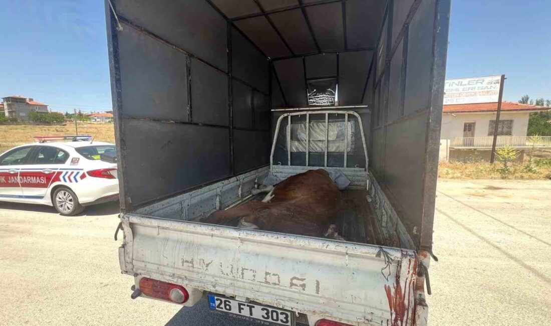 Afyonkarahisar’da kaçak olarak kesildiği tespit edilen büyükbaş hayvan jandarma denetiminde