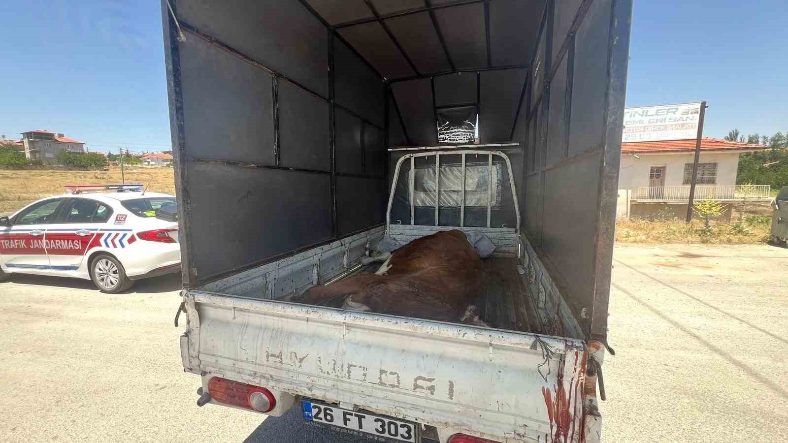 Afyonkarahisar’da kaçak olarak kesildiği tespit edilen büyükbaş hayvan jandarma denetiminde