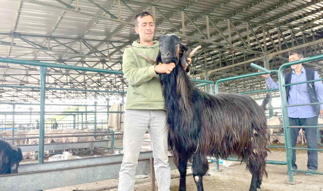 Eskişehir’de ayağa kalkınca 3 metre boya ulaşan ‘Kocaoğlan’ isimli keçi