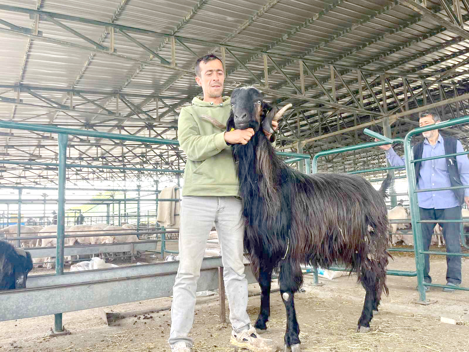 Eskişehir’de ayağa kalkınca 3 metre boya ulaşan ‘Kocaoğlan’ isimli keçi