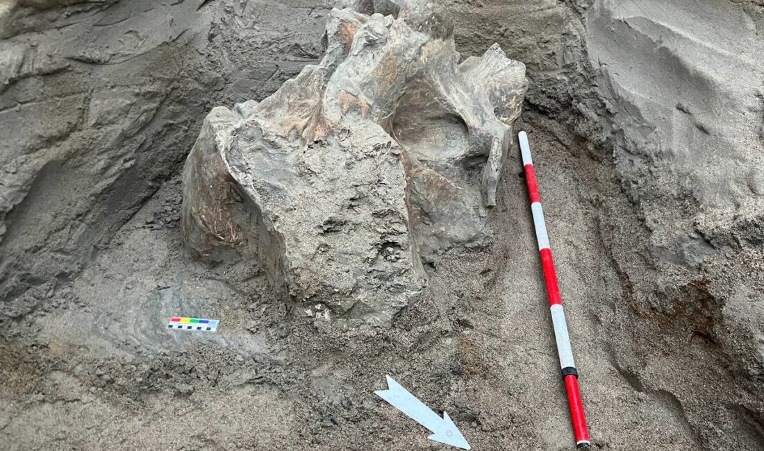 Kırgızistan’ın Isık Göl bölgesindeki bir taş ocağında mamut kemikleri bulundu.