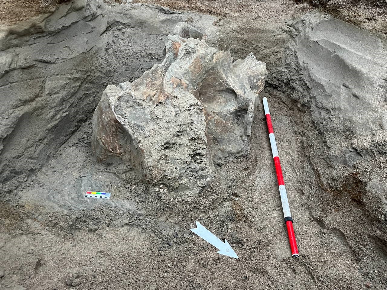 Kırgızistan’ın Isık Göl bölgesindeki bir taş ocağında mamut kemikleri bulundu.