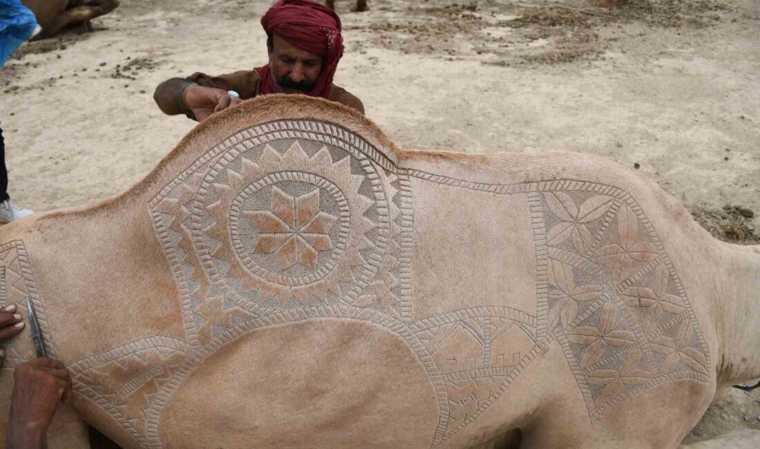 Pakistan’ın Karaçi kentinde Kurban Bayramı öncesi tüyleri kesilen develer, geleneksel