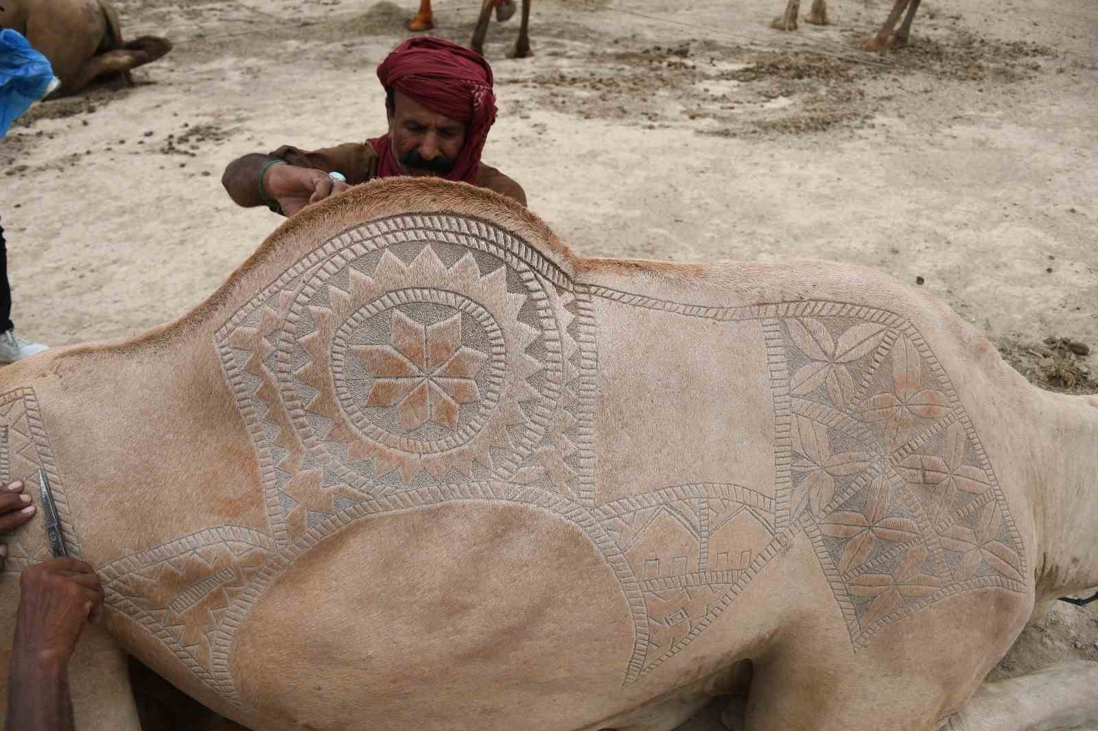 Pakistan’ın Karaçi kentinde Kurban Bayramı öncesi tüyleri kesilen develer, geleneksel
