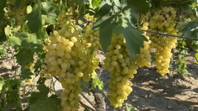 Osmanlı mutfağında sultanların sofralarının gözdesi sultani çekirdeksiz sofralık üzümün ihracat