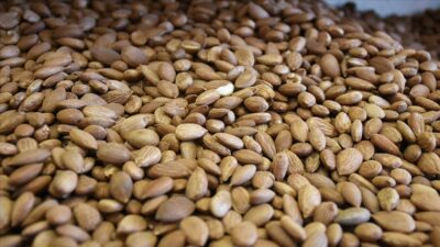 Malatya’nın coğrafi işaret tescil belgeli ürünü kayısı çekirdeğinden 6 ayda