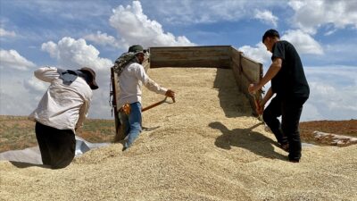 Toprak Mahsulleri Ofisi (TMO) Genel Müdürü Ahmet Güldal, geçen yıl