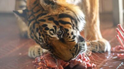  Antalya Büyükşehir Belediyesi Doğal Yaşam Parkı’nda bulunan Bengal kaplanlar için