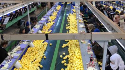 Yaş meyve sebze ve meyve sebze mamulleri sektörleri 2024 yılının