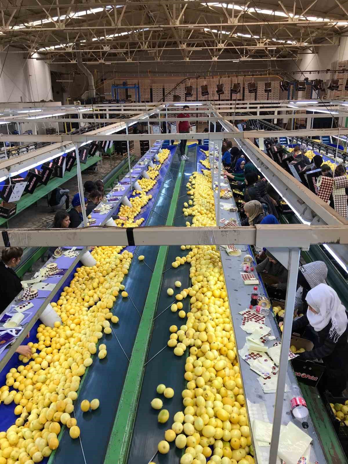 Yaş meyve sebze ve meyve sebze mamulleri sektörleri 2024 yılının
