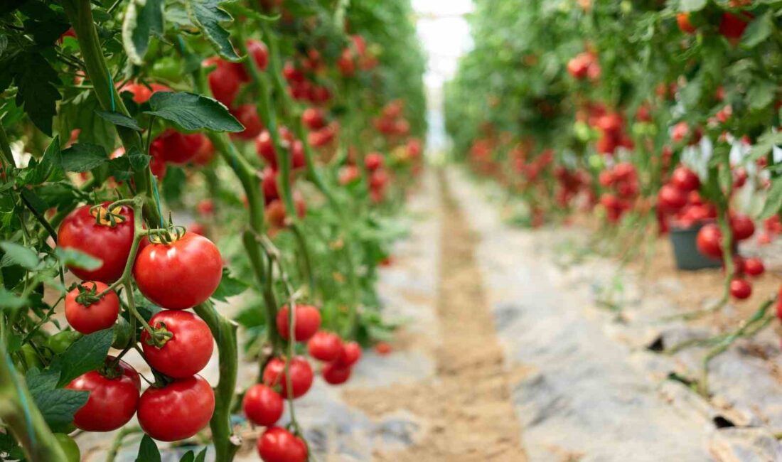   Yaş meyve sebze ve meyve sebze mamulleri sektörleri 2024