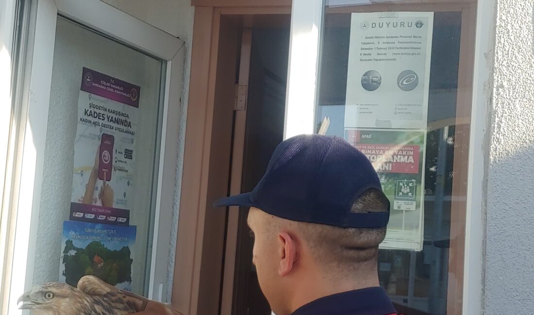 Afyonkarahisar’da jandarma ekipleri tarafından yaralı halde bulunan kızıl şahin koruma
