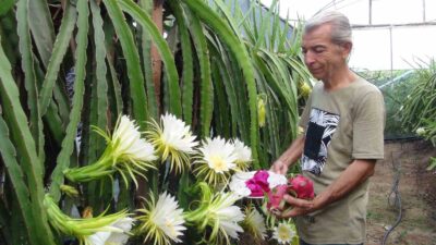 Mersin’in Silifke ilçesinde ejder meyvesi olarak bilinen pitaya bahçesinde, aşırı