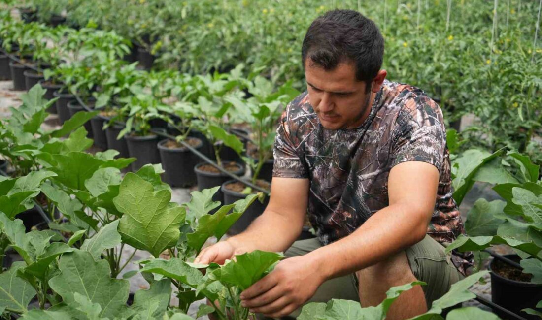 Bursa’da dağlık bölgede kurdukları serada topraksız tarıma başlayan ziraat mühendisi