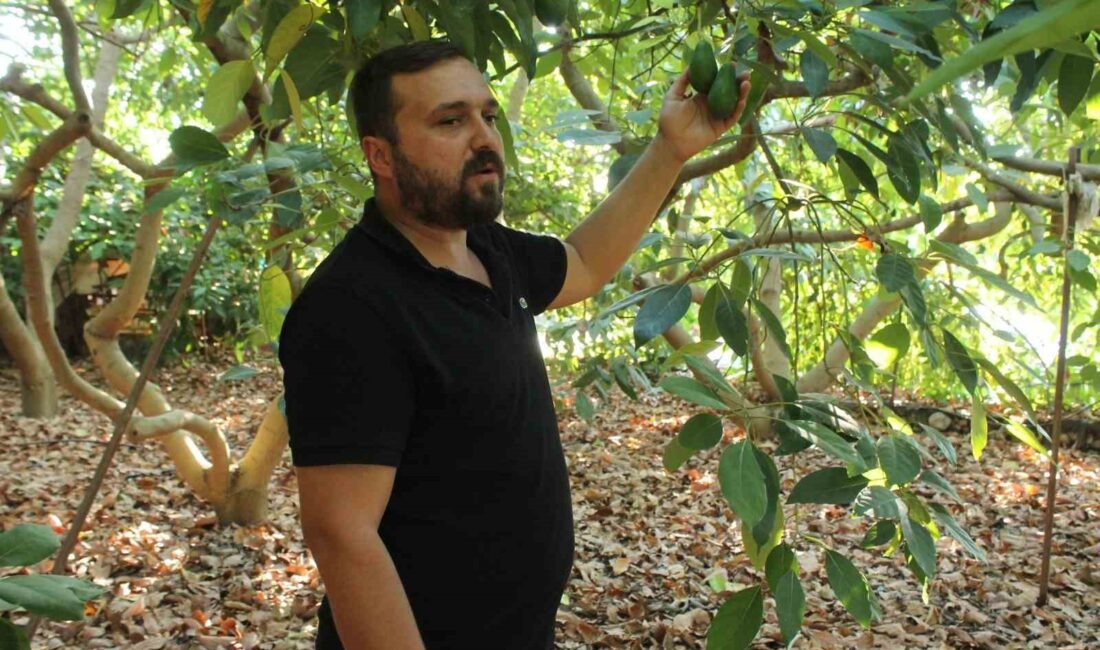 Antalya’nın Gazipaşa ilçesinde Ziraat Mühendisi Yavuz Çetin, Gazipaşa’da para kazanma