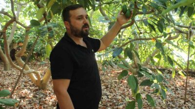 Antalya’nın Gazipaşa ilçesinde Ziraat Mühendisi Yavuz Çetin, Gazipaşa’da para kazanma