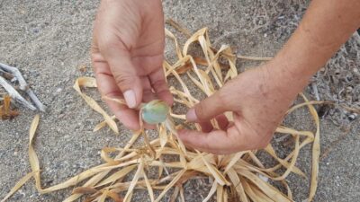 Endemik bitki olması sebebiyle koruma altında bulunan kum zambakları küresel