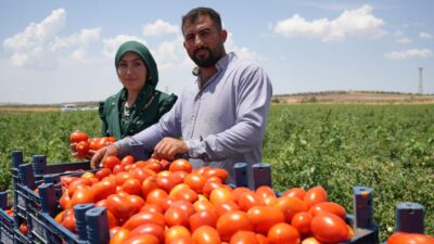 Kilis’te hasadına başlanan domates verimiyle yüz güldürürken kavurucu sıcağın altında