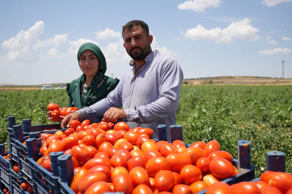 Kilis’te hasadına başlanan domates verimiyle yüz güldürürken kavurucu sıcağın altında