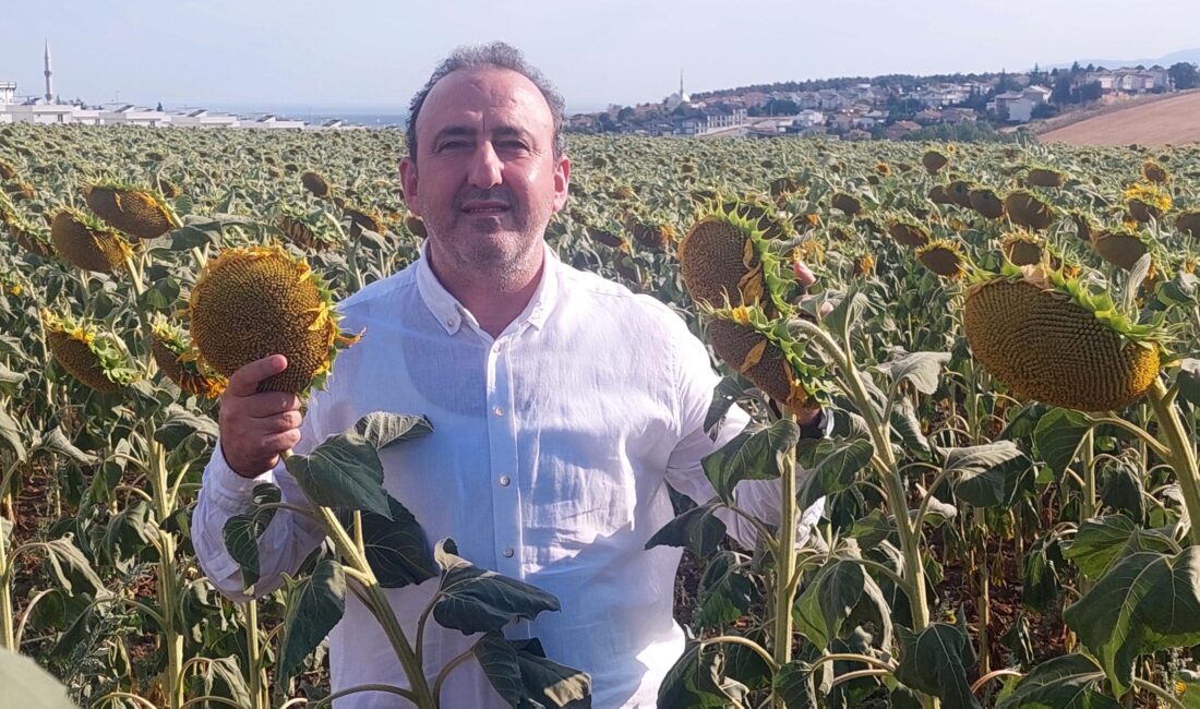Yerli ayçiçeği kuraklığa meydan okuyor: Uluslararası tohum firmaları şokta Trakya Bölgesinde yaygınlaştırılan yerli hibrit ayçiçeği tohumu, hem kuraklığa hem