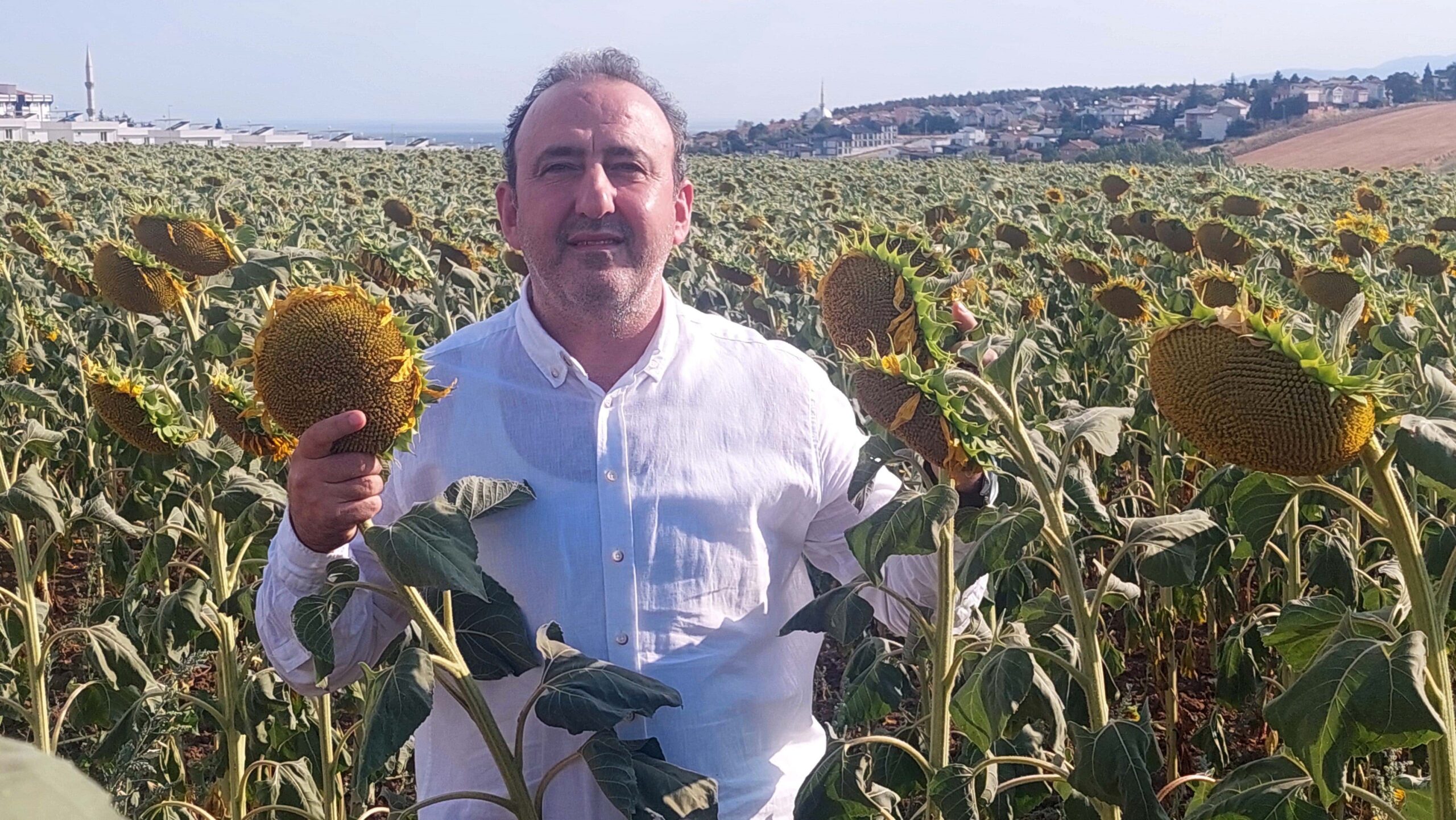 Trakya Bölgesinde yaygınlaştırılan yerli hibrit ayçiçeği tohumu, hem kuraklığa hem