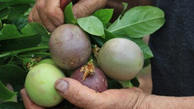Türkiye’nin üretim merkezlerinden Mersin’in Erdemli ilçesinde yaklaşık 12 dönüm bahçesinin