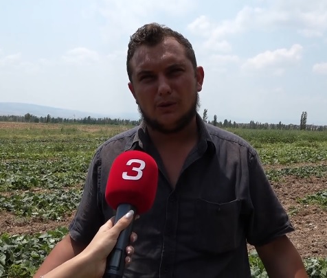 Afyonkarahisar’ın Çobanlar İlçesine bağlı Kocaöz Kasabası’nda salatalık hasadı yapan çiftçiler